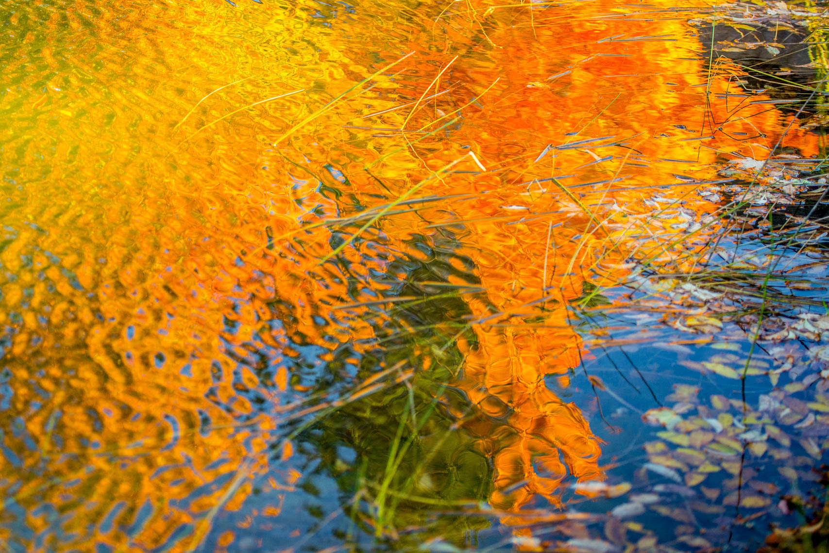 Orange_Fall_Reflection