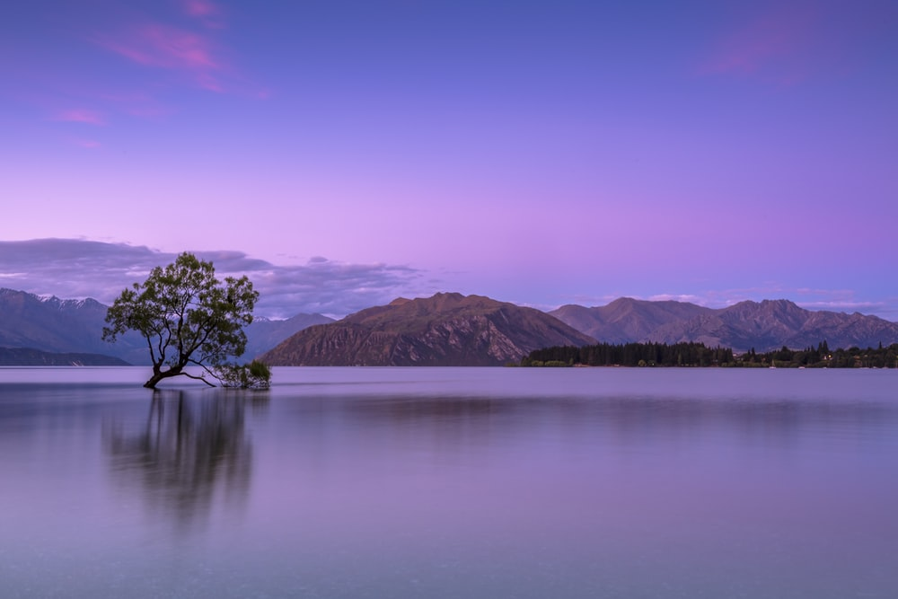 a tree surrounded by water and mountains