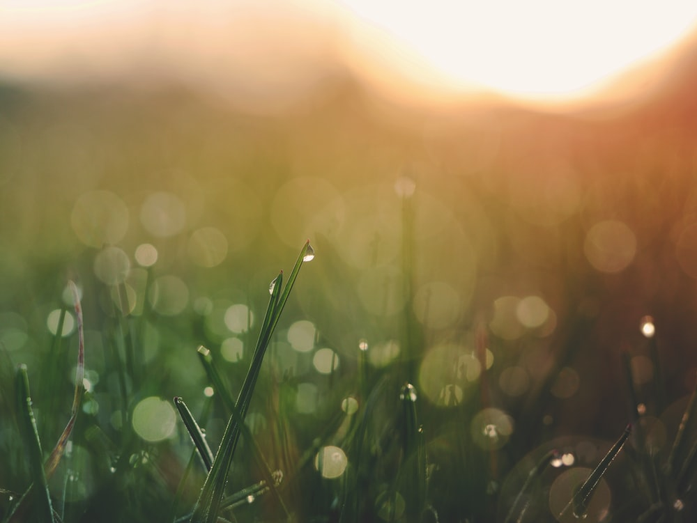 dewy grass and the sun