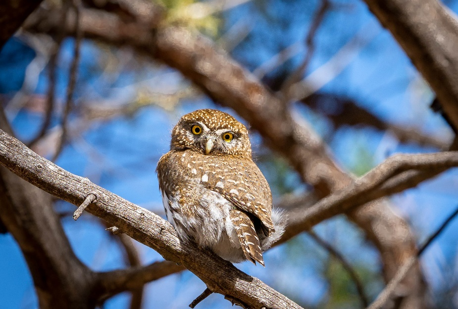 A brown owl perched on a branch.