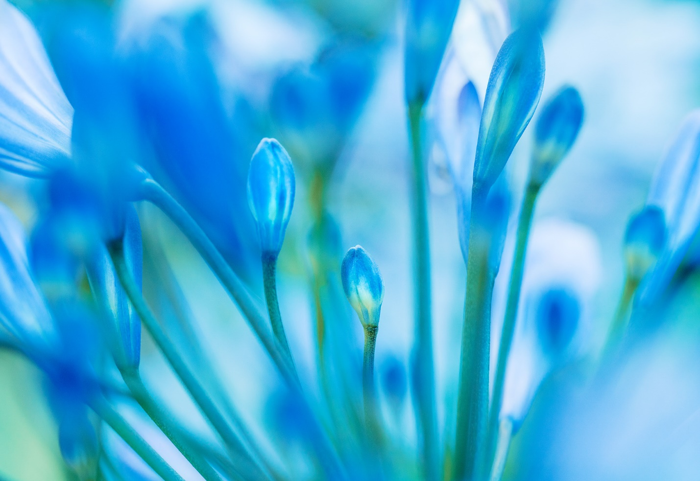  macro shot of blue-green flowers