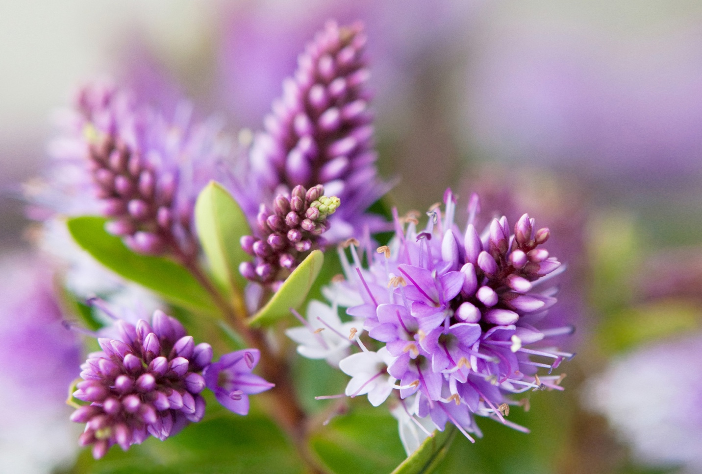 a purple flower zoomed in