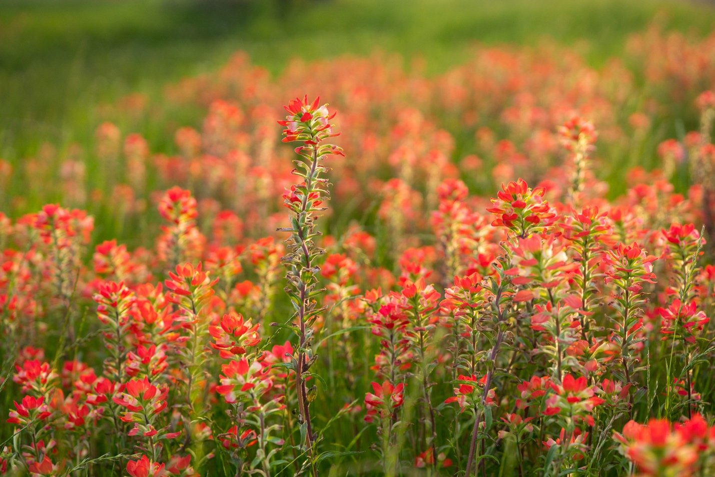 a flower field of red flowers
